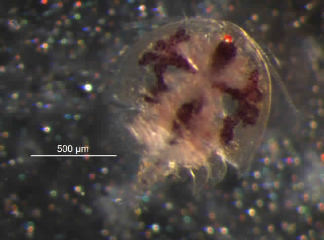 Представитель Семейства Asterocheridae